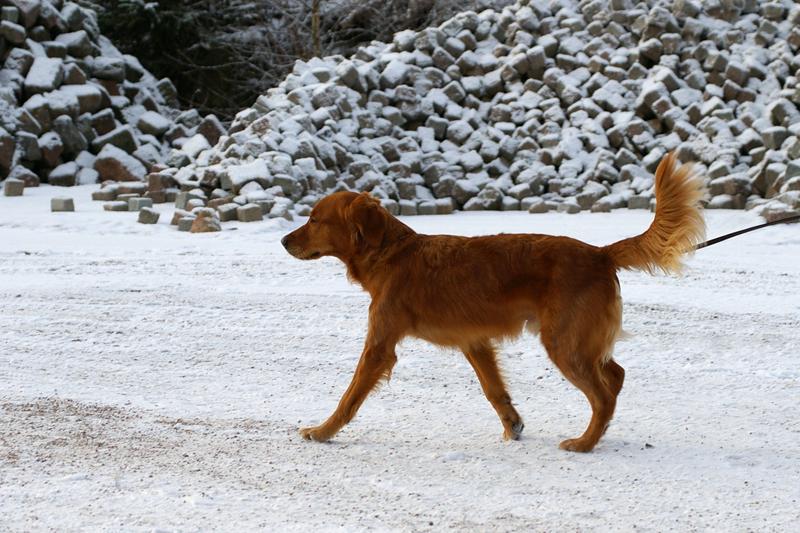 Soveltuvuustesti (41).jpg